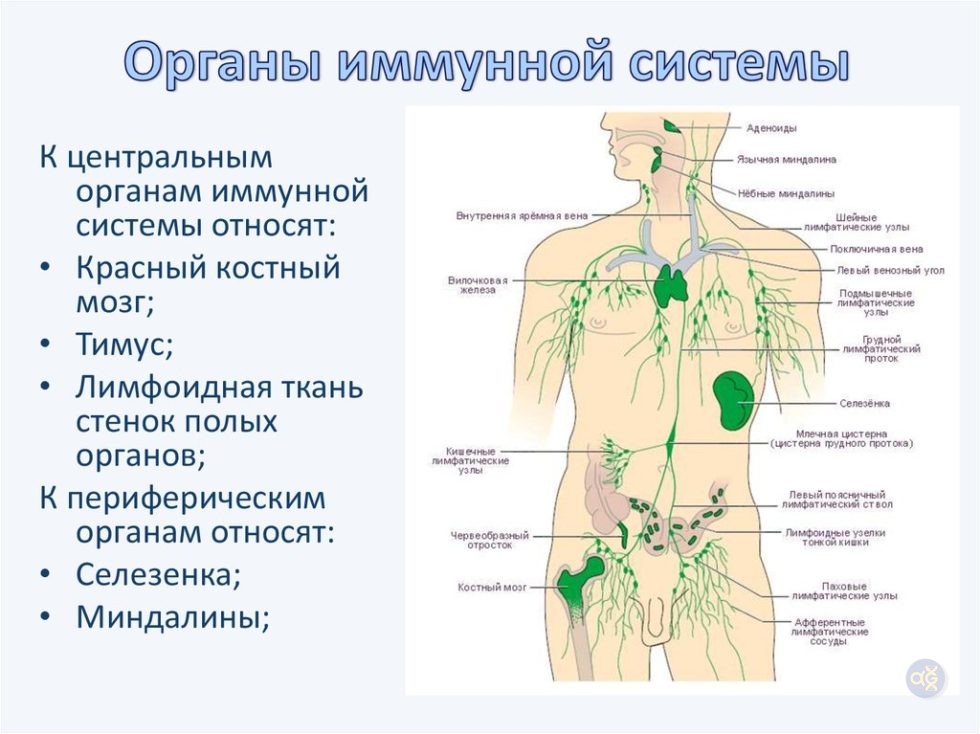 К органам иммунной системы относятся