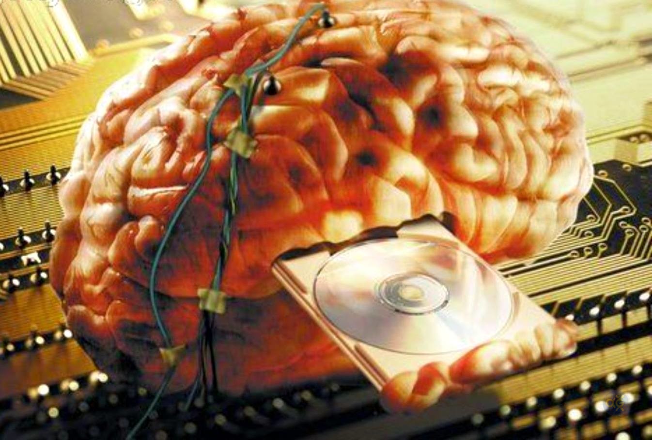 бады для улучшения работы головного мозга